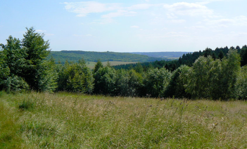 Wendover Woods Wendover Woods